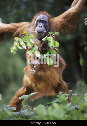 La mère et le bébé orang-outan de Sumatra Banque D'Images