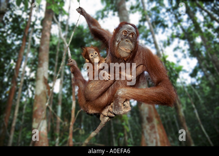 La mère et le bébé orang-outan balancer par les arbres Bornéo Banque D'Images