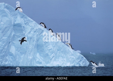 Adelie pingouins sur l'Antarctique iceberg Banque D'Images