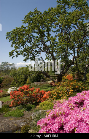 Victoria's Garry oaks se prêtent à la structure et de la forme les jardins locaux. Banque D'Images