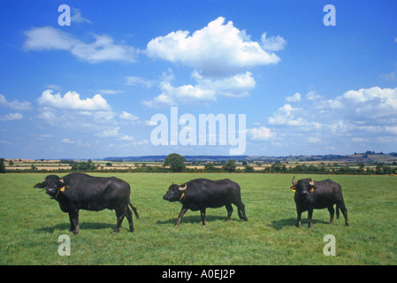 Le buffle d'eau à Idlicote dans le Warwickshire UK Banque D'Images