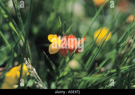 Close up of alpine de lotier corniculé Lotus alpinus Alpes fleurs Suisse Banque D'Images