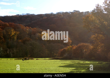 La couleur en automne et tôt le matin faibles sunshine ajouter une touche de couleur pour la campagne du Devon Banque D'Images