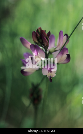 Close up of Alpine astragale Astragalus alpinus inflorescence alpes Suisse Banque D'Images