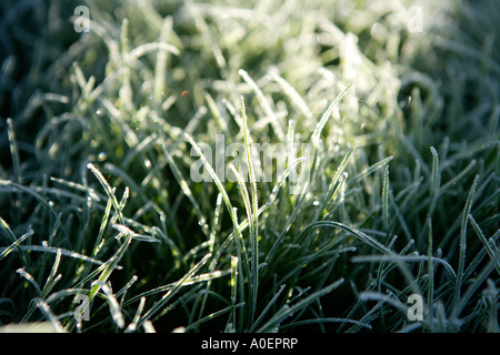 L'herbe givrée première chose sur un matin d'hiver Banque D'Images
