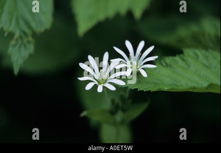 Stellaire Stellaria palustris Marsh Banque D'Images