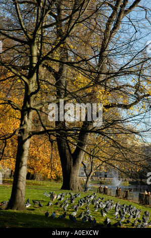 Les arbres d'automne et les pigeons à St James's Park London England Banque D'Images
