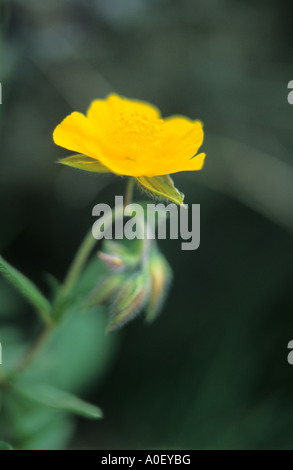 Close up of Alpine Rock Rose Helianthemum alpestre Suisse Alpes fleurs Banque D'Images