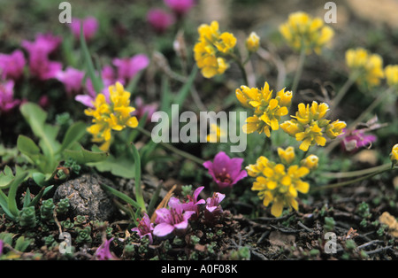 Groupe de plantes alpines Saxifrage à feuilles opposées Saxifraga oppositifolia et Whitlowgrass Draba aizoides jaune alpes Suisse Banque D'Images