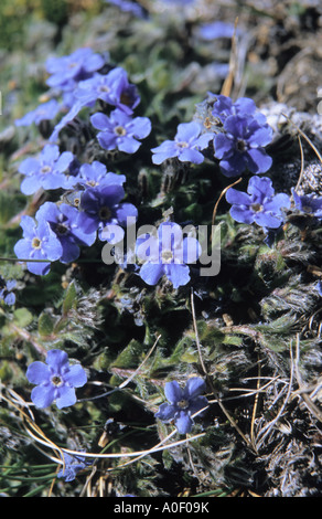 Touffe de roi des Alpes Eritrichium nanum alpes Suisse Banque D'Images