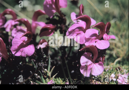 Close up de Kerner de Furbish Pedicularis kerneri alpes Suisse Banque D'Images