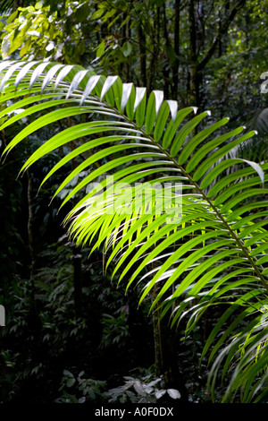 Soleil qui brille à travers la feuille de palmier dans la forêt tropicale sur l'île de Tobago Caraïbes. Banque D'Images