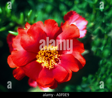 Portulaca Banque D'Images