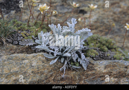 Close up de séneçon Senecio incanus des tas de feuilles dans les Alpes Suisse Banque D'Images