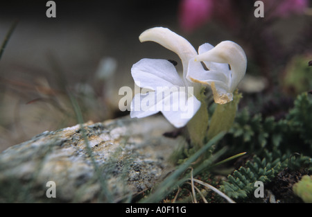 Close up of white flowers de Kerner de Furbish Pedicularis kerneri fleurit dans les Alpes Suisse Banque D'Images