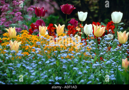 Jardin de fleurs de printemps fleurs de printemps tulipe tulipes ne m'oubliez pas plantes vert jaune bleu rouge vigne rouge blanc belle n Banque D'Images