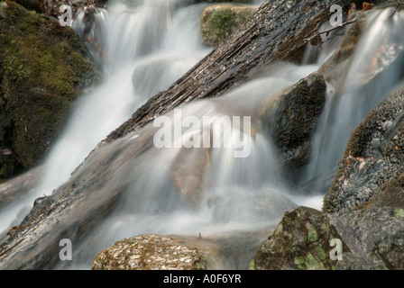 Un petit ruisseau sur Hale Brook Trail situé dans la White Mountain National Forest USA Banque D'Images