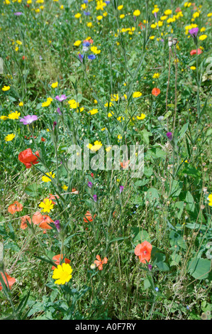 La commune de fleurs sauvages, les champs de maïs.Le London Wildlife garden center coquelicots, nielle, le maïs marigold Banque D'Images