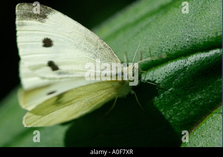 Petit chou blanc papillon, Artogeia rapae, la commune repose sur l'insecte feuille de chou Banque D'Images