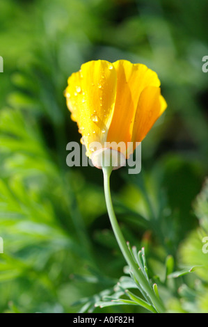 Fleur de pavot de Californie couverte de la rosée sur le point d'ouvrir la matinée. Banque D'Images