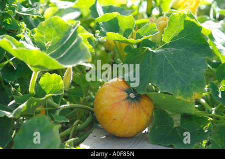 Citrouille mûre ou squash prêt à prendre. Jardin de légumes populaires Banque D'Images