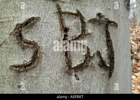 Initiales gravées sur un arbre sur le côté d'un sentier de randonnée, forerst,nature,arbres,détruire,dommage Banque D'Images