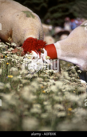 Deux moutons paissant dans cow parsley au festival transhumance antique, l'Espérou dans les Cévennes, Languedoc Roussillon, France Banque D'Images