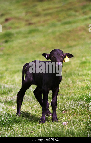 RE FRANCES WOOD BUFFALO UN AGRICULTEUR DU WEST SOMERSET UK AVEC UN CRANMORE 10 DAY OLD CALF Banque D'Images