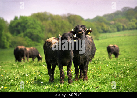 RE FRANCES WOOD BUFFALO UN AGRICULTEUR DU WEST SOMERSET UK CRANMORE Banque D'Images