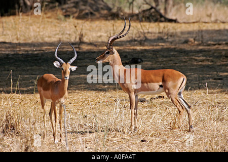 Vieux de 2 et 3 ans (âgés de l'aménagement du pavillon), Impala mâles, parc national de Ruaha, Tanzanie Banque D'Images