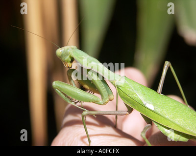 La mante religieuse (Sphodromantis viridis) Espagne mante Sphodromantis viridis animal invertébré de la faune sauvage Novembre bug vert Banque D'Images