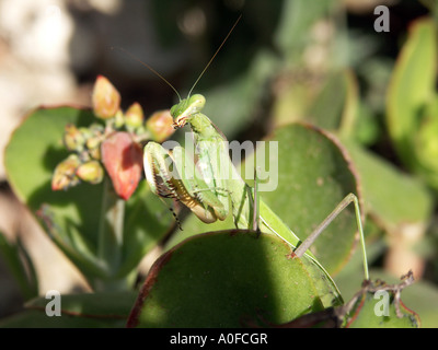 La mante religieuse (Sphodromantis viridis) Espagne mante Sphodromantis viridis animal invertébré de la faune sauvage Novembre bug vert Banque D'Images