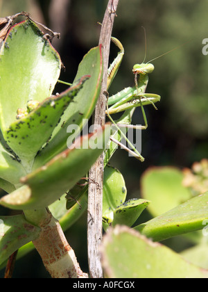 La mante religieuse (Sphodromantis viridis) Espagne mante Sphodromantis viridis animal invertébré de la faune sauvage Novembre bug vert Banque D'Images