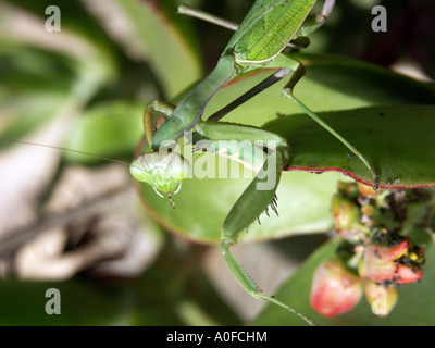 La mante religieuse (Sphodromantis viridis) Espagne mante Sphodromantis viridis animal invertébré de la faune sauvage Novembre bug vert Banque D'Images