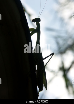 La mante religieuse (Sphodromantis viridis) Espagne ossature Mante religieuse mante Sphodromantis viridis animal invertébré sauvages Banque D'Images