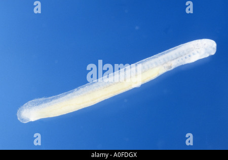 Européenne, lamproie (Lampetra planeri lamproie), larve 12 mm après la première ingestion, Germany Banque D'Images