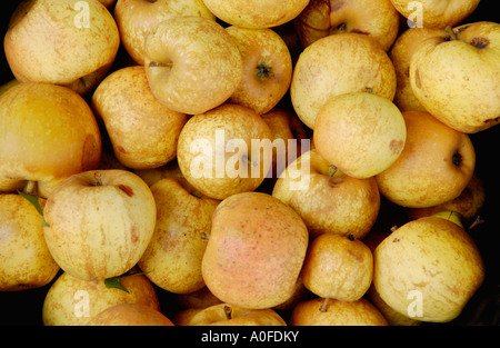 Medaille d'Or variété de pomme à cidre doux-amer de Marcle Herefordshire Angleterre UK Banque D'Images