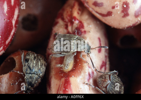 Bruche du haricot, haricot, American Seed beetle (Acanthoscelides obtectus), imagine sur les haricots Banque D'Images