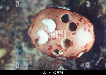 Bruche du haricot, haricot, American Seed beetle (Acanthoscelides obtectus), larves sur un bean Banque D'Images