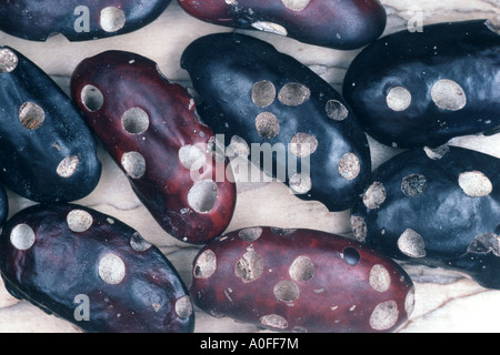 Bruche du haricot, haricot, American Seed beetle (Acanthoscelides obtectus), les haricots avec burrows Banque D'Images
