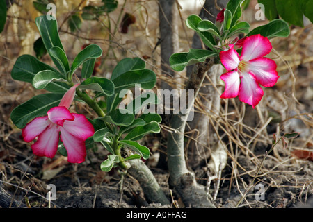 Une fleur Adenium, Desert Rose, Selous, Site du patrimoine mondial, Tanzanie Banque D'Images