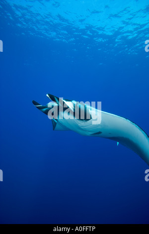 Vue latérale d'un Pacifique MANTA MANTA HAMILTONI SOCORRO ISLANDS Banque D'Images