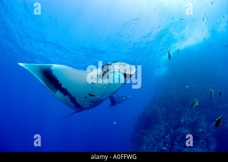 Vue latérale d'un Pacifique MANTA MANTA HAMILTONI SOCORRO ISLANDS Banque D'Images