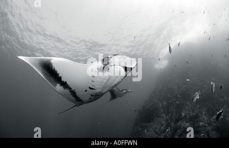 Vue latérale d'un Pacifique MANTA MANTA HAMILTONI SOCORRO ISLANDS Banque D'Images