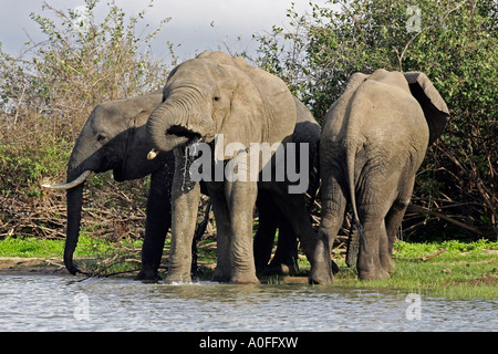 Selous Tanzanie 3 au Patrimoine Mondial de l'éléphant mâle trois crossing Lake Banque D'Images