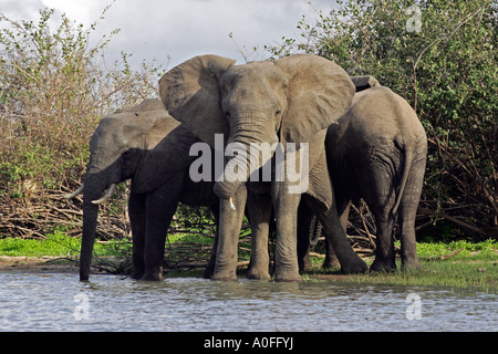 Selous Tanzanie 3 au Patrimoine Mondial de l'éléphant mâle trois crossing Lake Banque D'Images