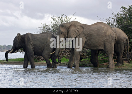 Selous Tanzanie 3 au Patrimoine Mondial de l'éléphant mâle trois crossing Lake Banque D'Images