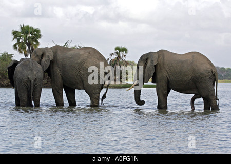 Selous Tanzanie 3 au Patrimoine Mondial de l'éléphant mâle trois crossing Lake Banque D'Images