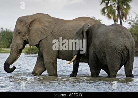 Selous Tanzanie 2 au Patrimoine Mondial de l'éléphant mâle deux traverser le lac Banque D'Images