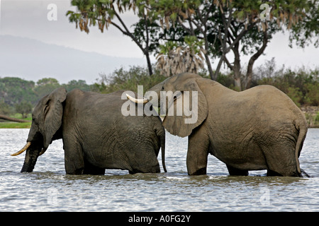 Selous Tanzanie 2 au Patrimoine Mondial de l'éléphant mâle deux traverser le lac Banque D'Images